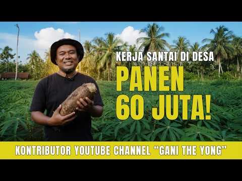 Thumbnail video Panen Singkong Hasilkan 60 JUTA-Berapa Harga Singkong Di Kotamu | Kang Awi Kangean Ep. 009