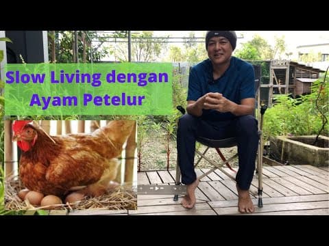 Thumbnail video SlowLiving: Sudah gak beli Telur Ayam lagi.  Fresh, murah dan hemat!