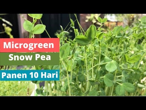 Thumbnail video Microgreen Snow Pea VS Pea Tendril. Panen dalam 10 hari.