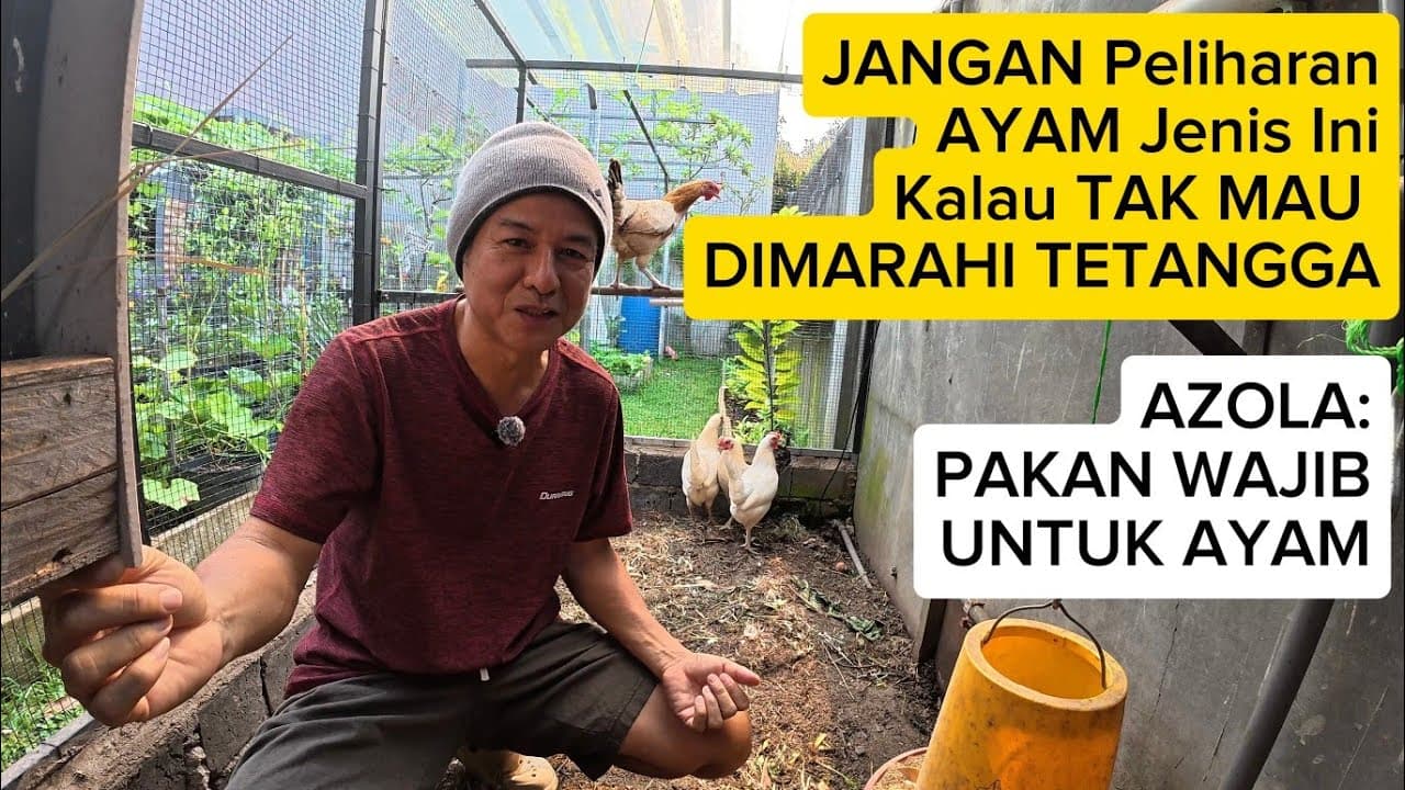 Thumbnail video Jangan Pelihara Jenis Ayam Ini Kalau Tak Mau Di Marahi Tentangga!